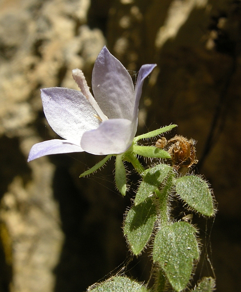 Campanula fragilis subsp. cavolinii / Campanula napoletana